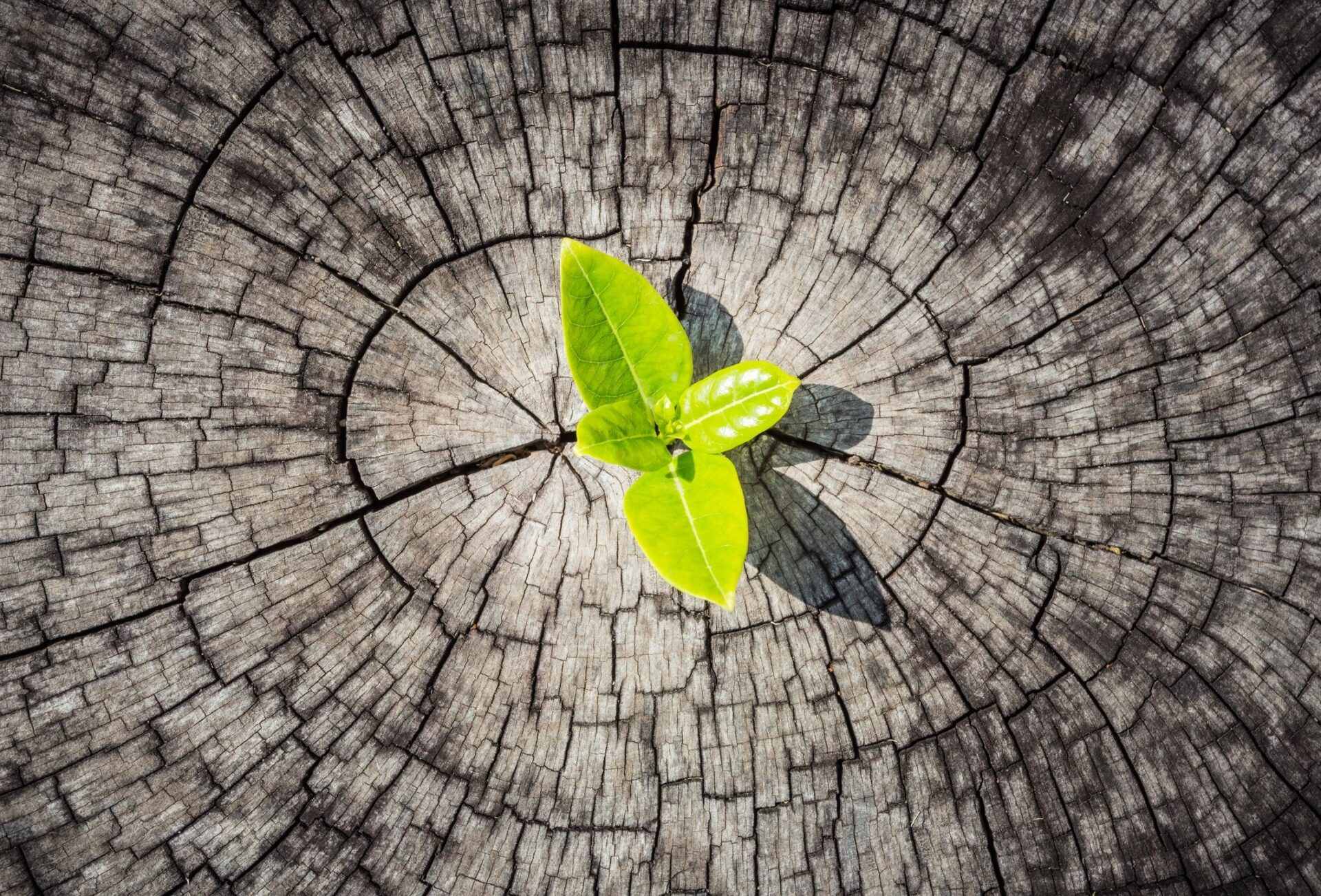 A green plant growing out of the center of a tree stump.